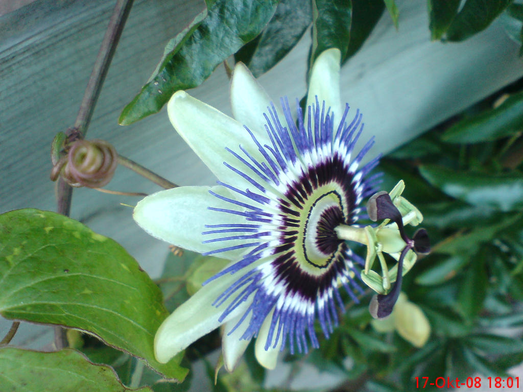 Blue_Flower3_by_Source90.jpg